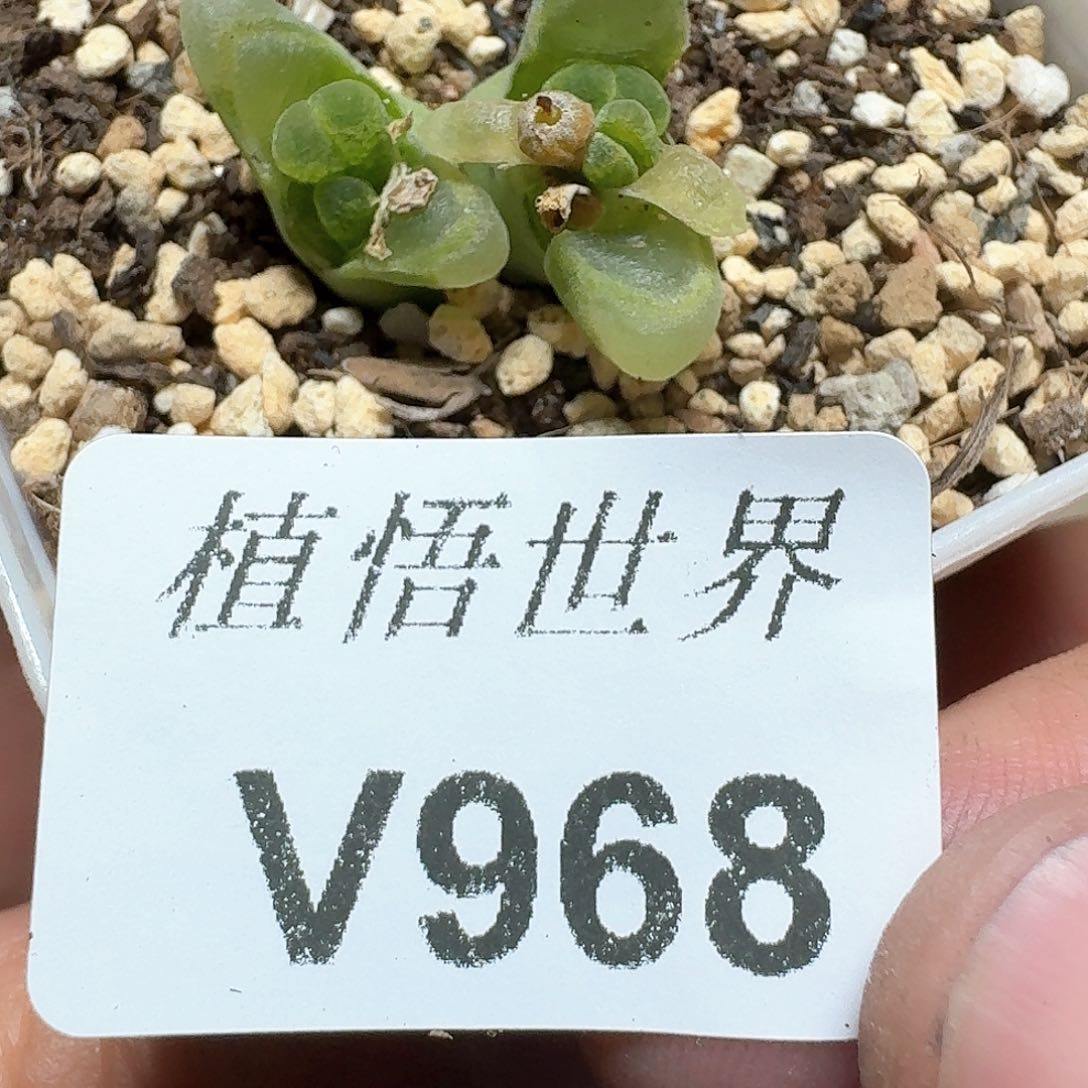 968盒多肉植物哇f f g