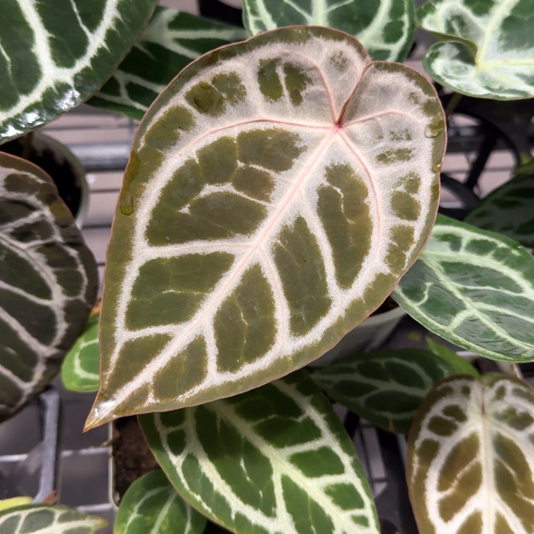 不开花植物Skg银红杂银色面纱