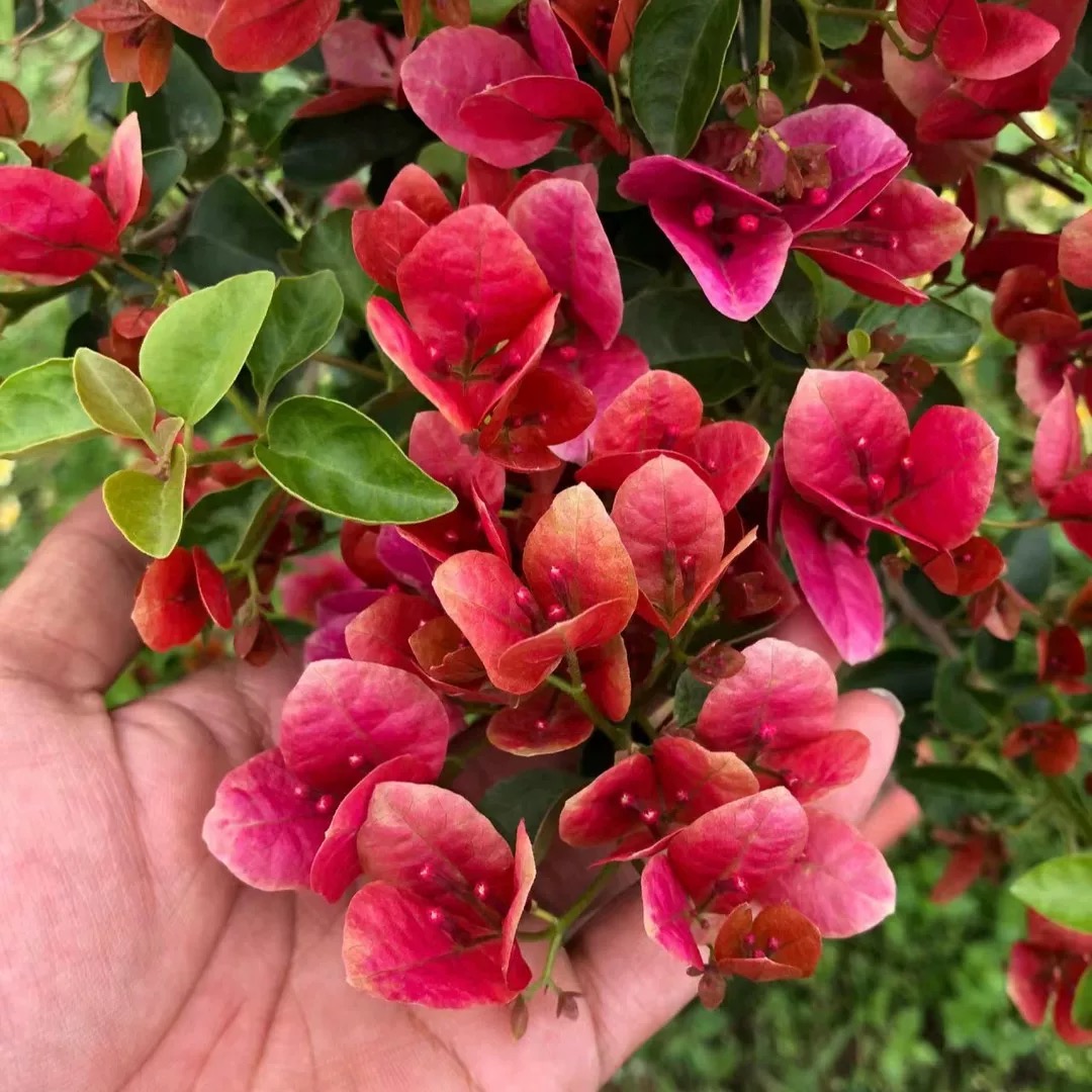 【甜西瓜】三角梅盆栽树苗四季开花直发三角梅苗勤花爬藤阳台好养