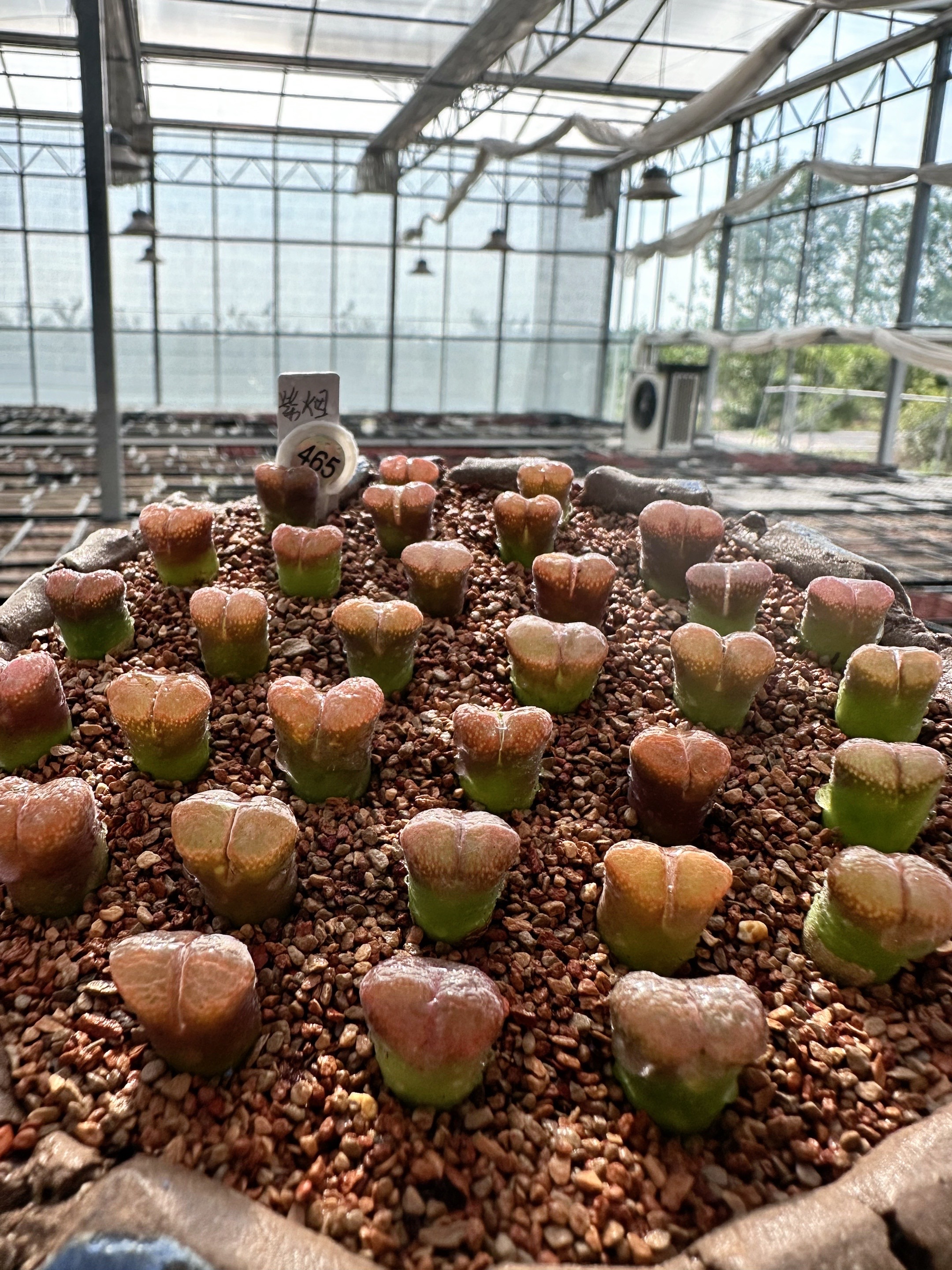 465多肉植物肉锥丝绒紫嫣一颗