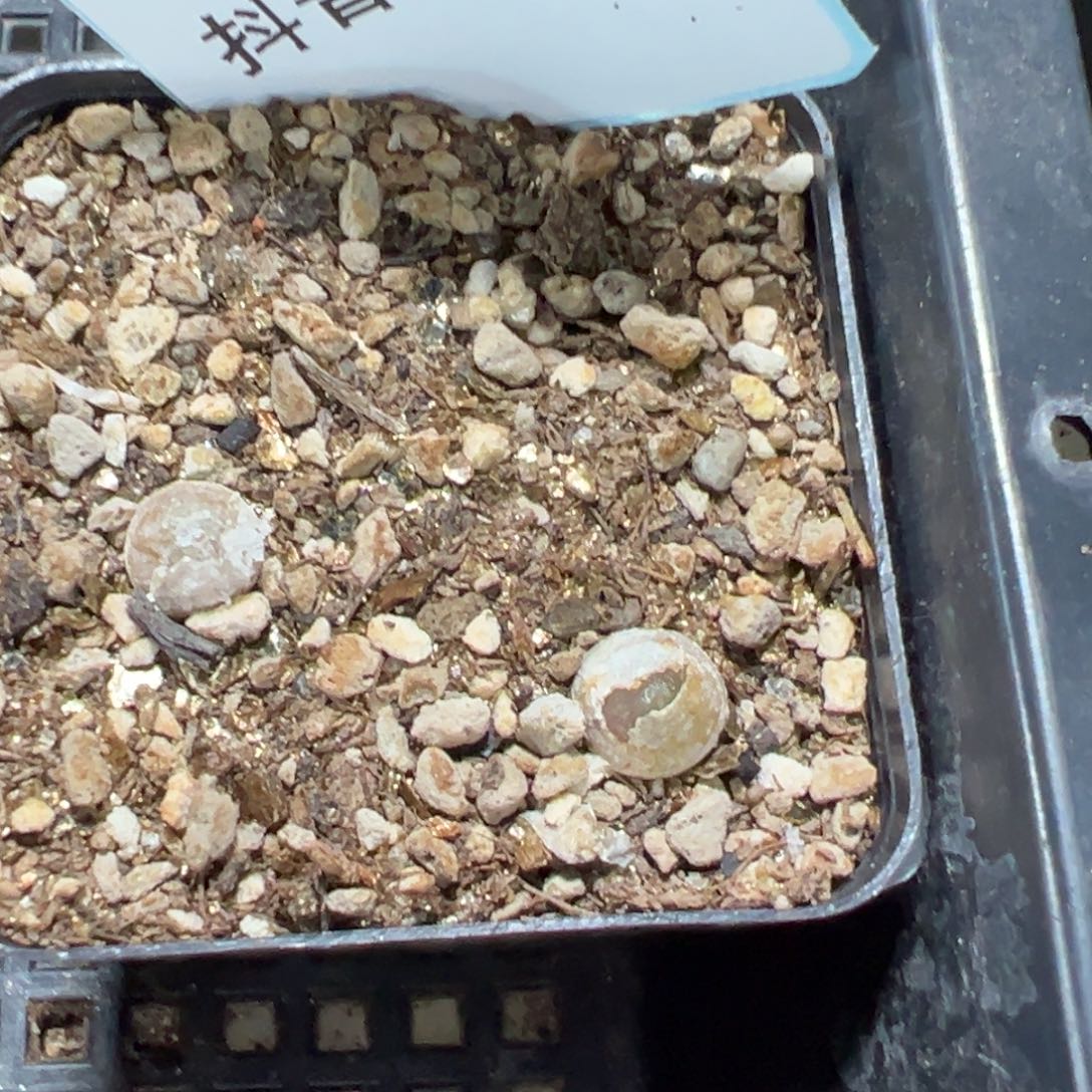 4-151肉锥多肉植物