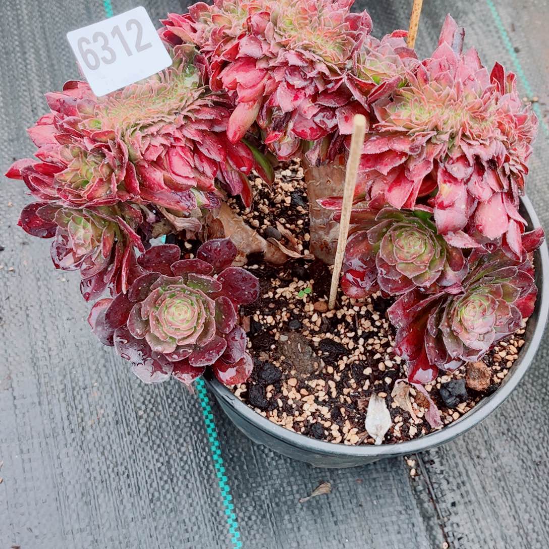 312抹茶缀化多肉植物