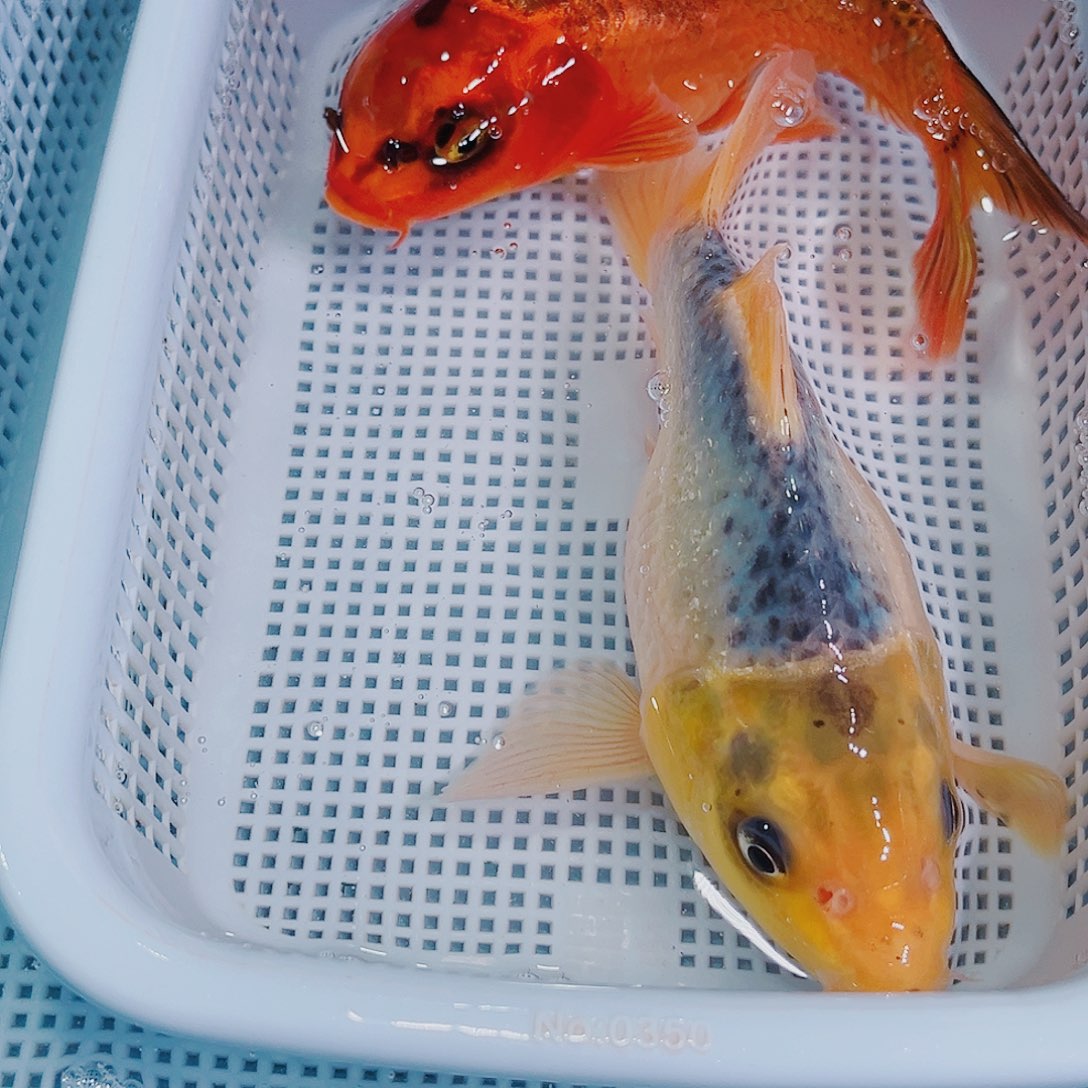 锦鲤锦鲤冷水鱼观赏139