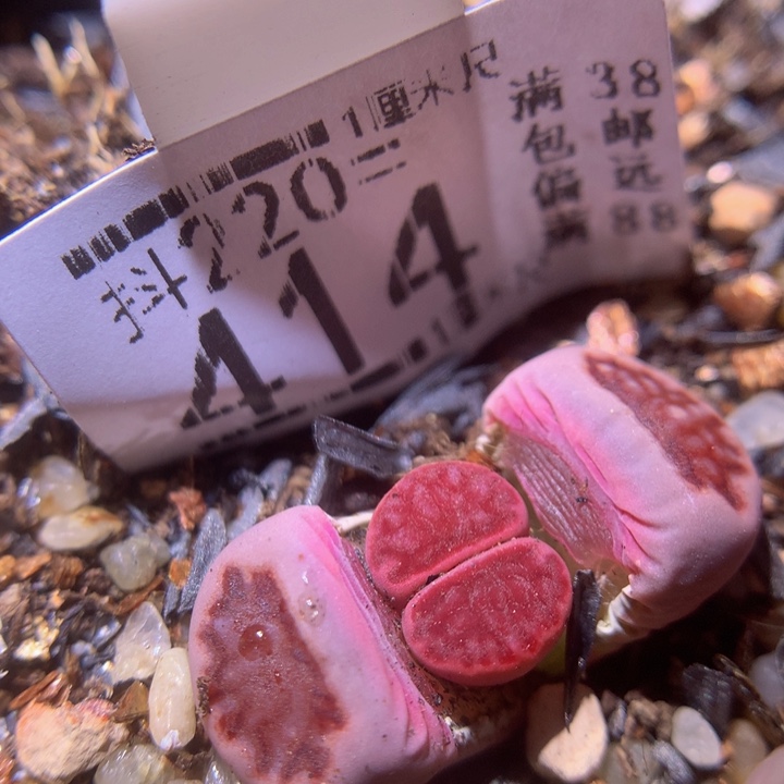 精品生石花220.414紫菊高特