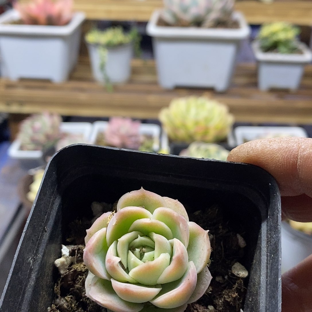 1650 水晶虾饺多肉