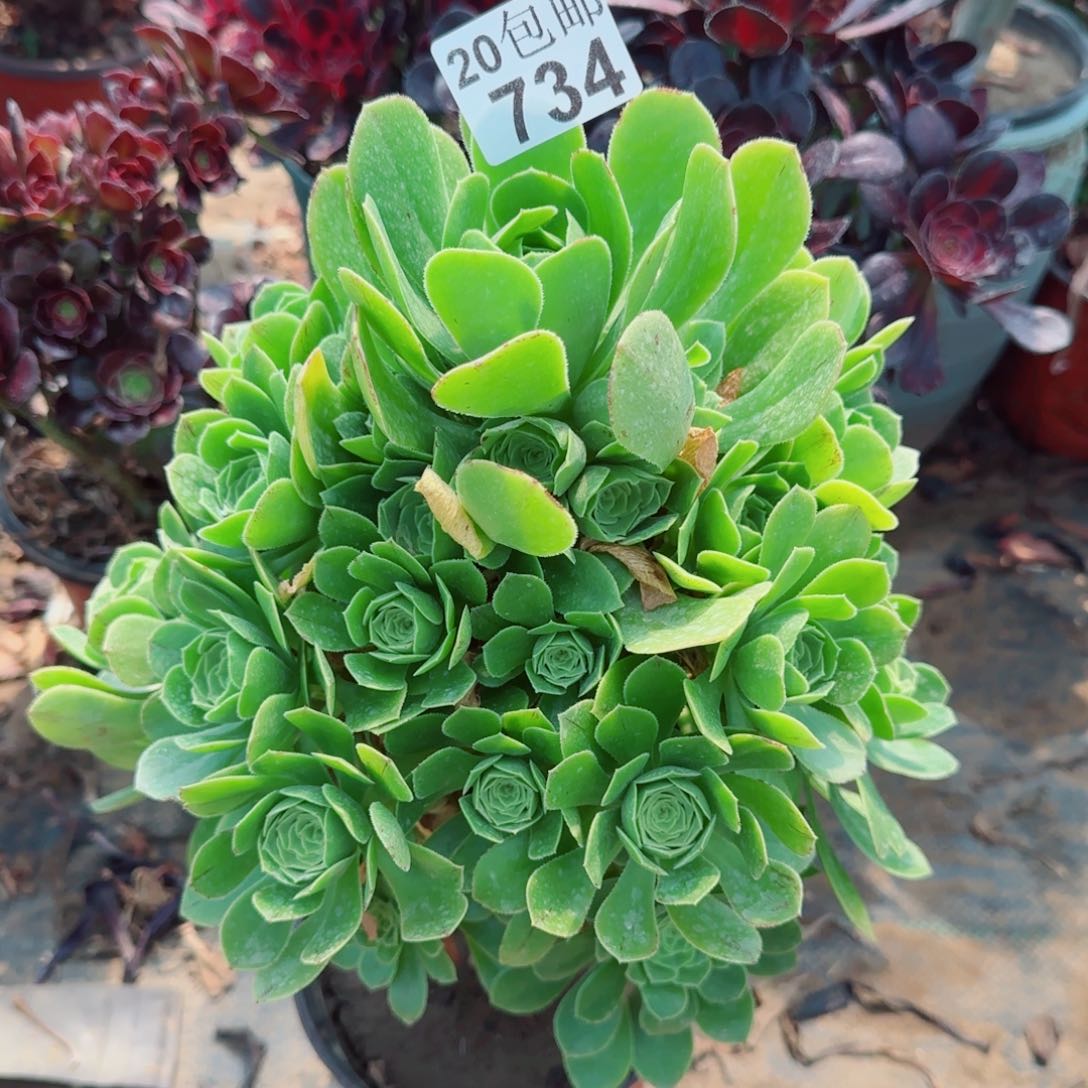 绿羊绒多肉734满20包邮断枝不包