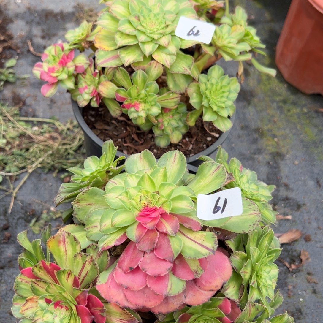 6261知否多肉嘻嘻嘻