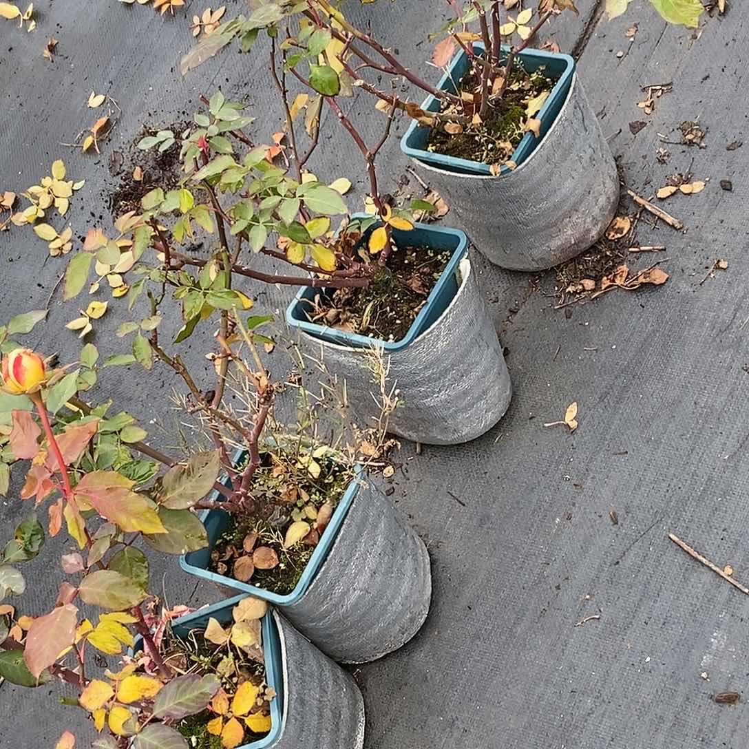 无花朵阳光古董根结一加仑原盆原土