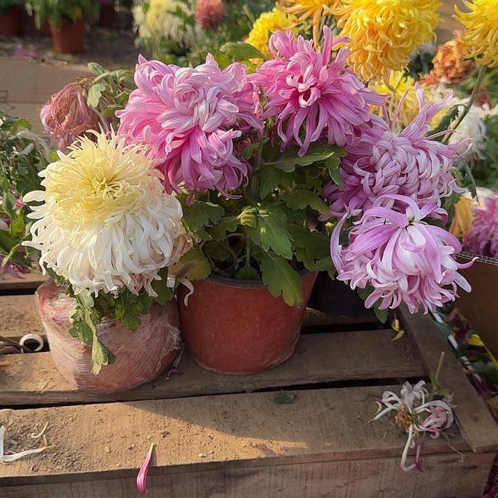 完全开放a25不包售后土球