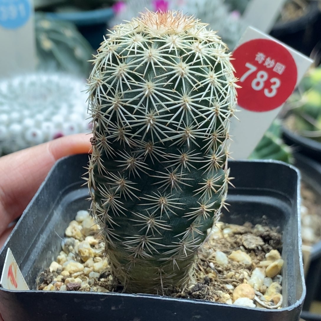 实生皇冠虾一棵仙人球