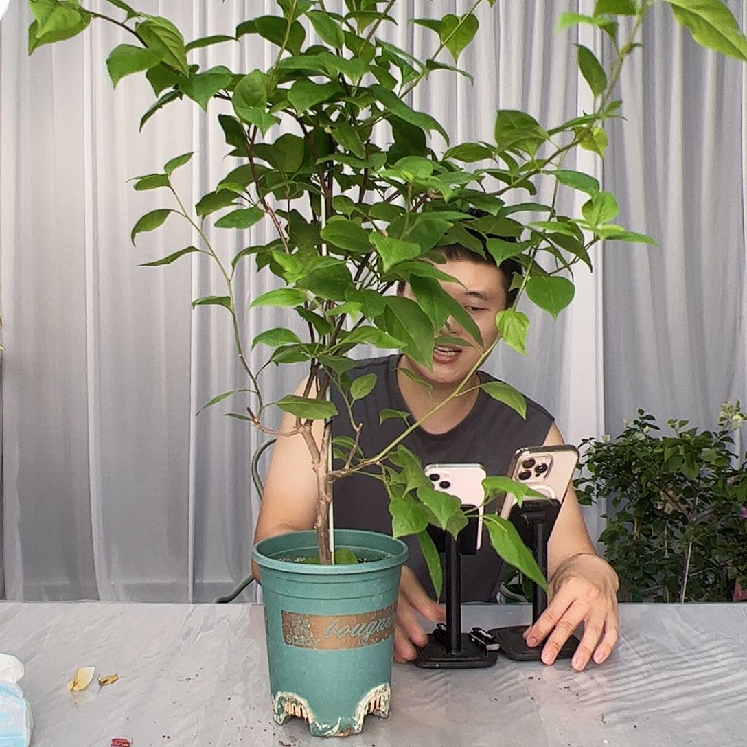 大部分开放少量花苞苏瓦娜带竹一棵
