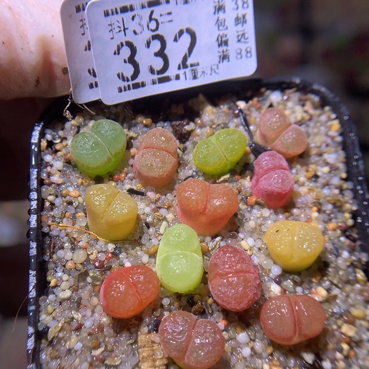 精品生石花36.332