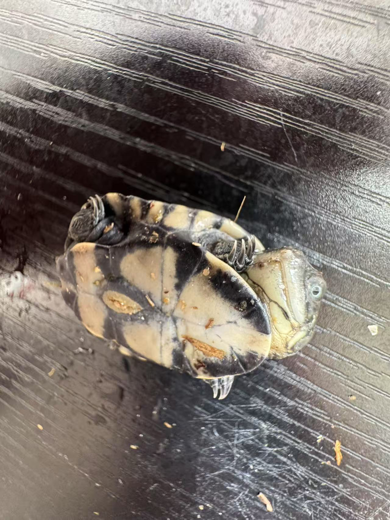 顺丰包邮西非侧颈龟干苗