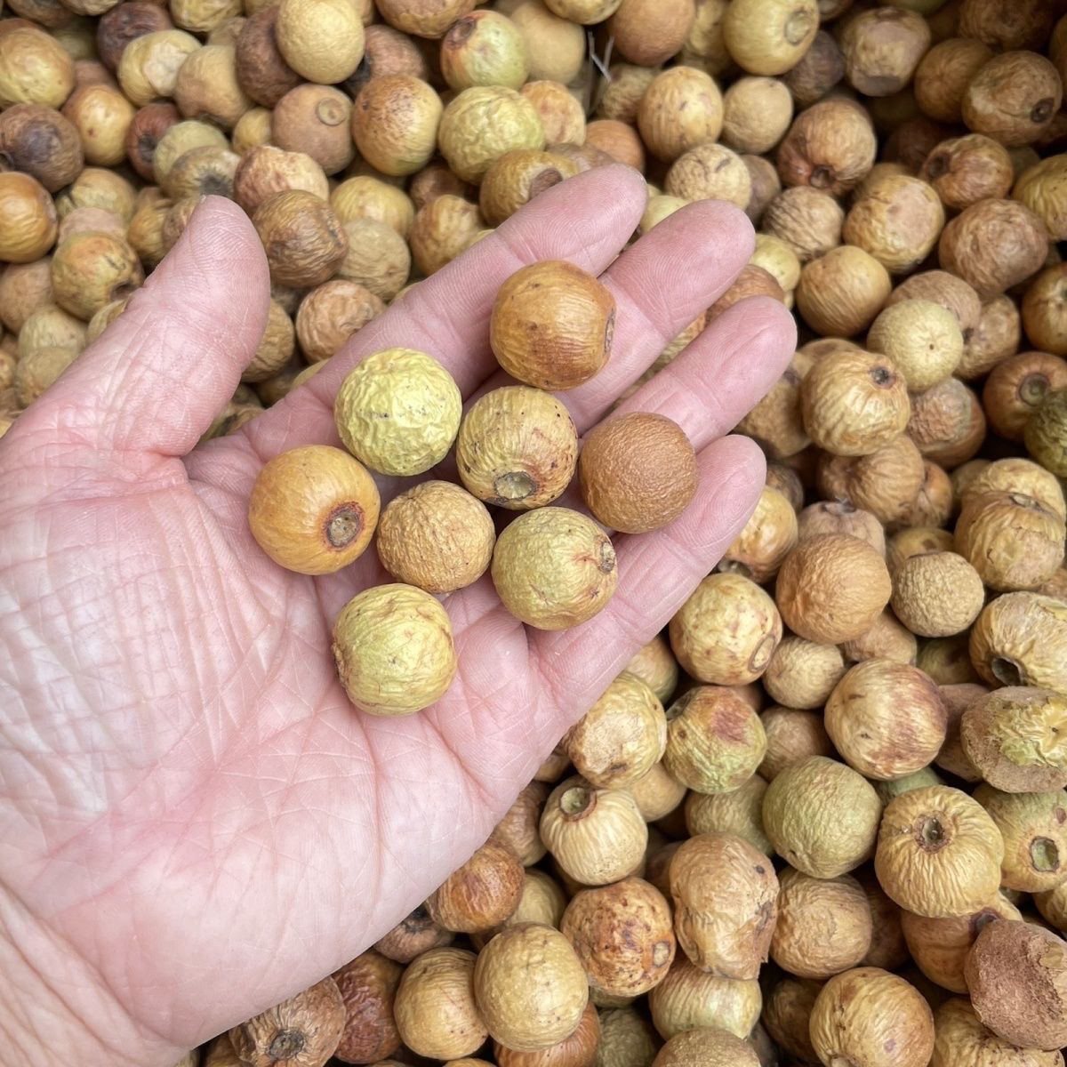 带皮20mm以下混装小小果凤眼干果菩提【去皮尺寸有误差】140颗