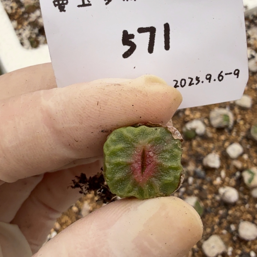 ****多肉多肉多肉9-571