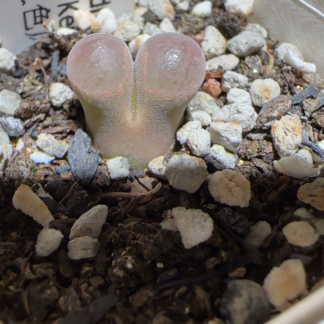 肉锥多肉植物百科-肯哈德1351