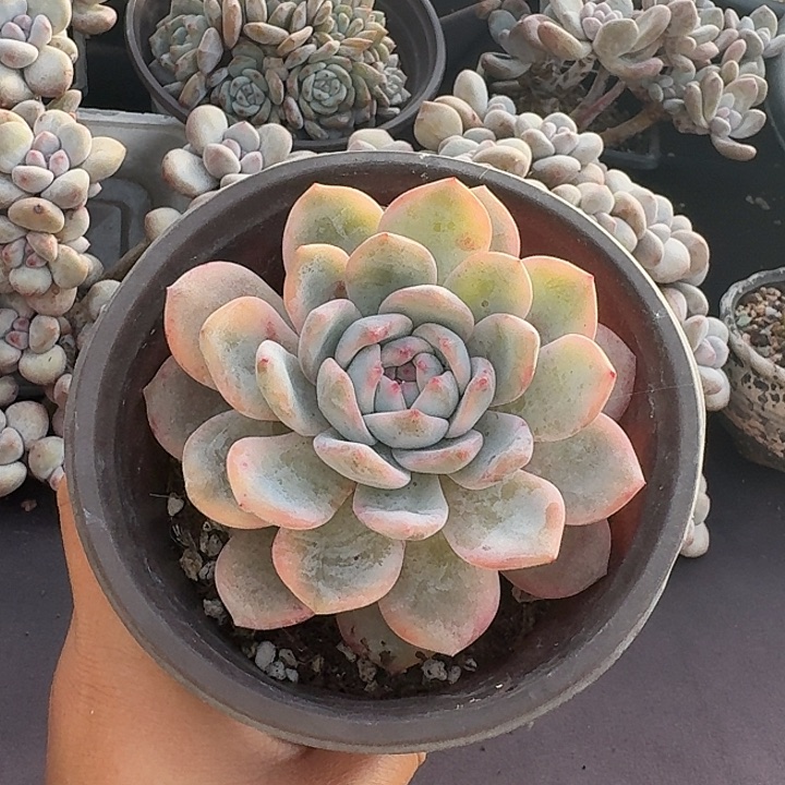 梦露锦单头 脱土发货