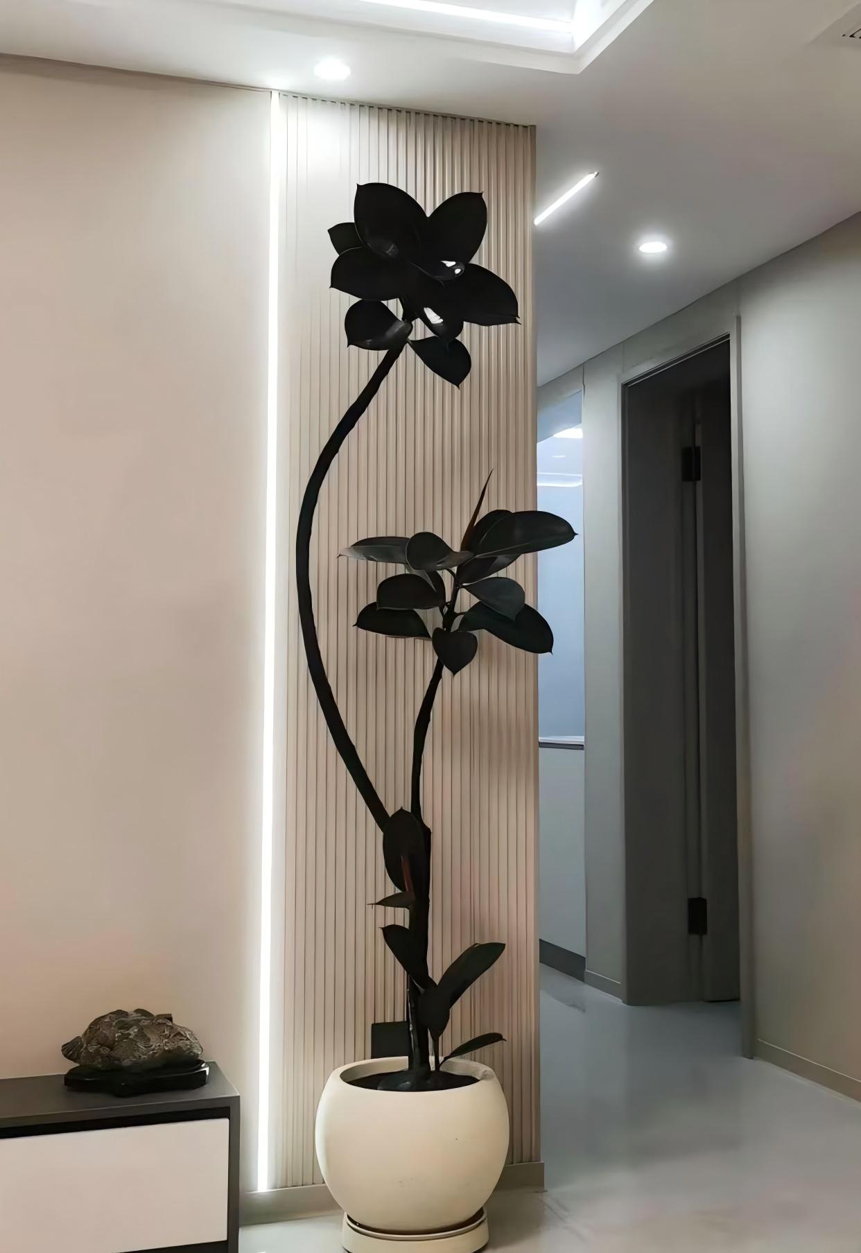 造型黑金刚橡皮树室内大型植物盆栽办公室内客厅四季绿植净化空气