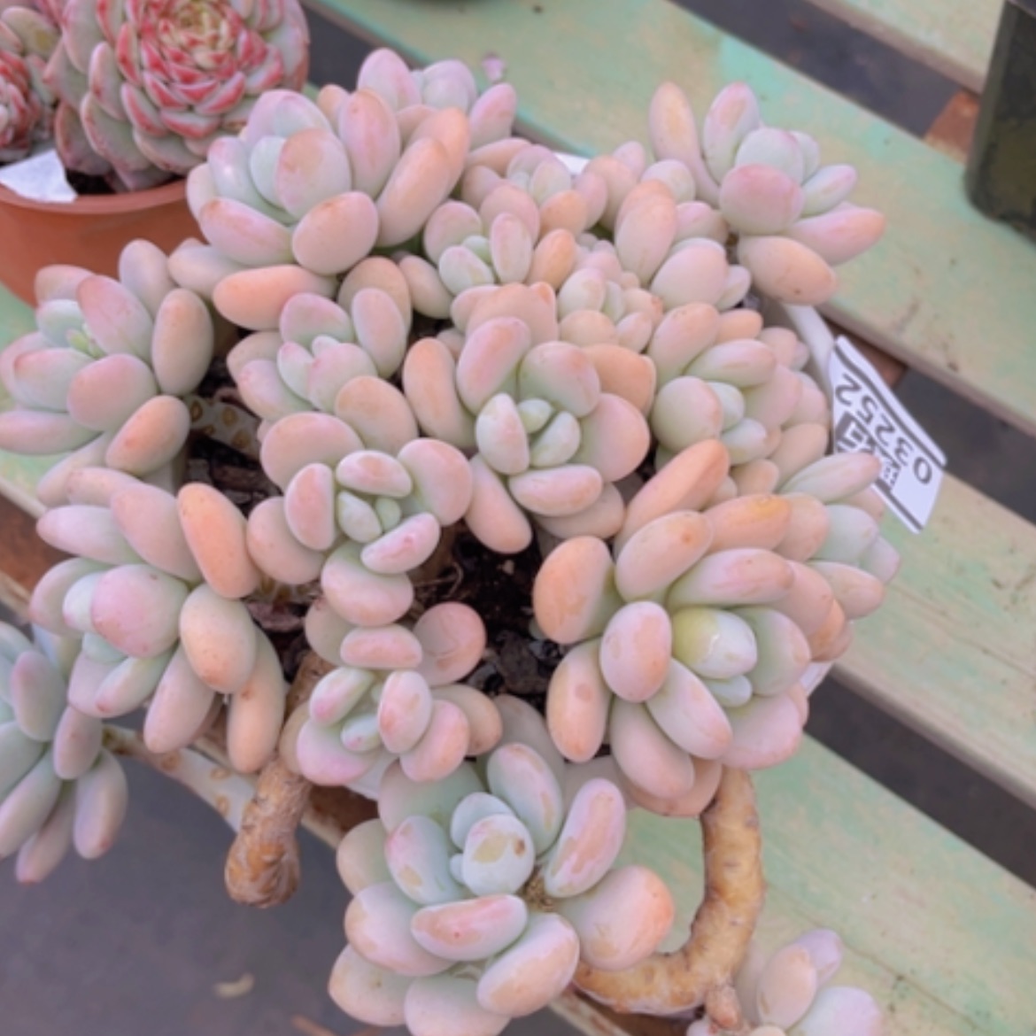 【闪购商品】香水洛神03252