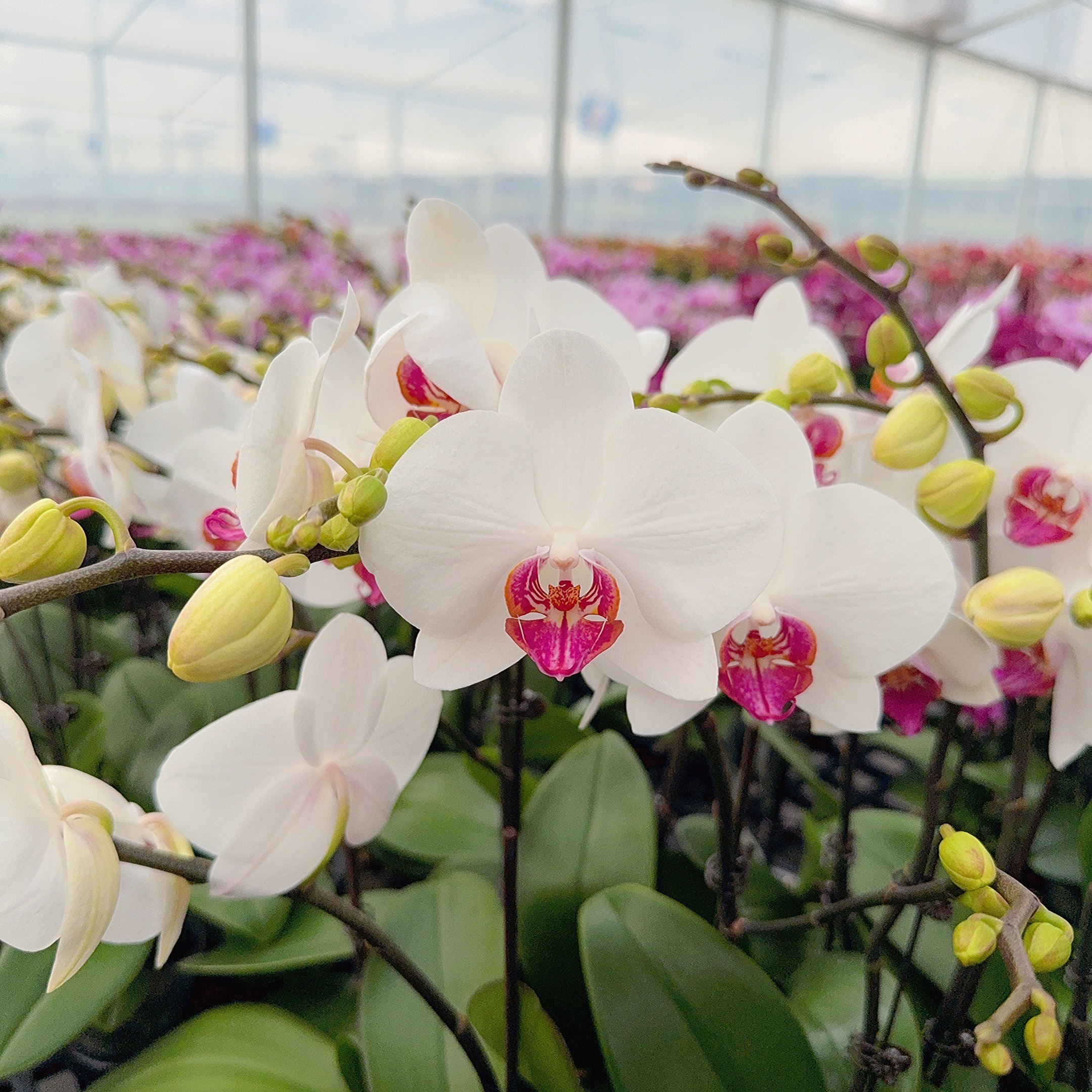 精选蝴蝶兰[一见钟情]白色系 室内花卉绿植长花期 基地直发