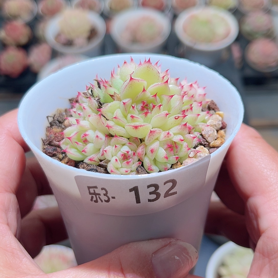 乐3-132 海王群不包整