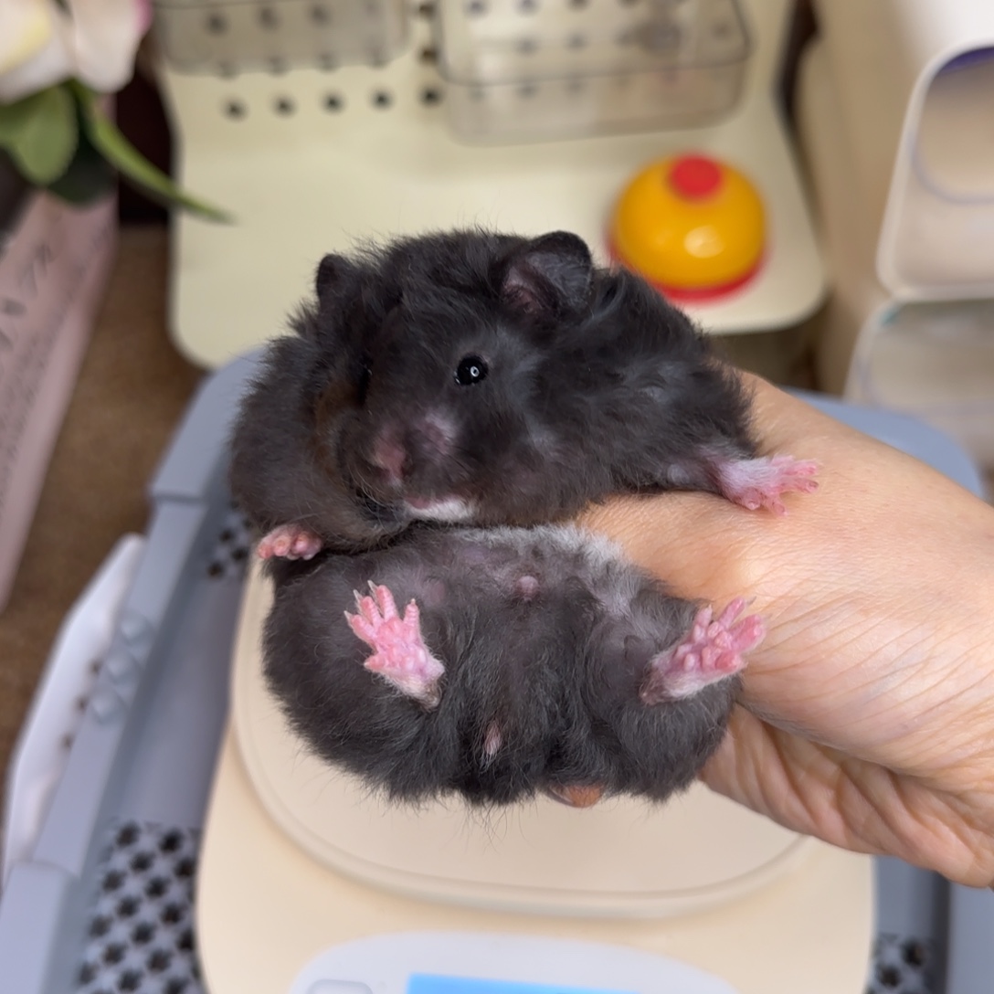 卷毛煤球黑妹妹10.18生日