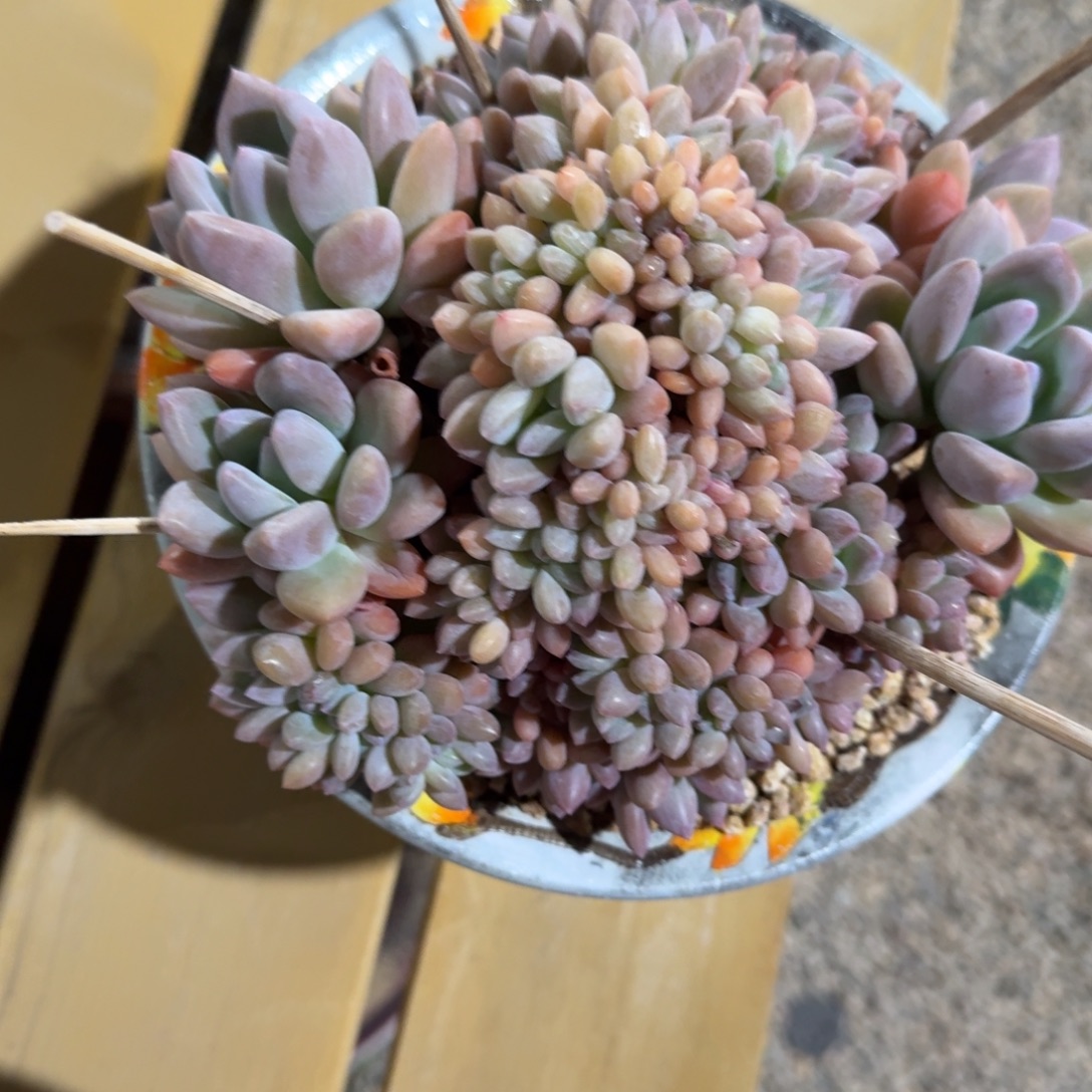 和***玉寄养小号奥普多肉植物