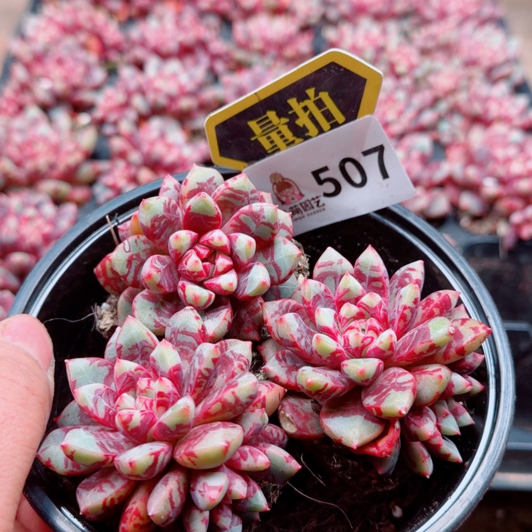 多肉植物多肉植物