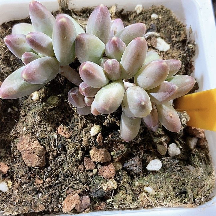 多肉植物慕斯美人6133