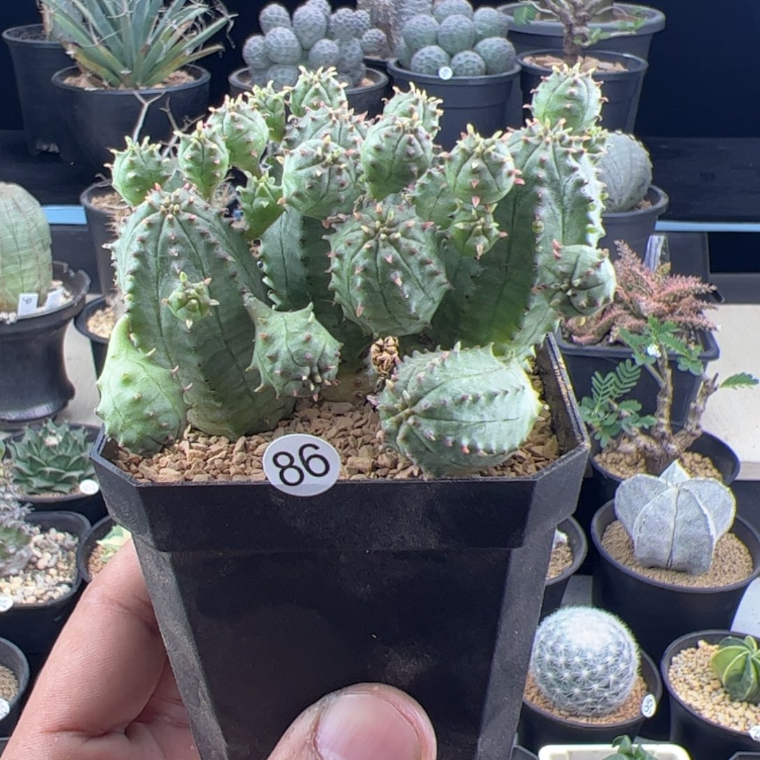 子吹布纹球群一物一拍