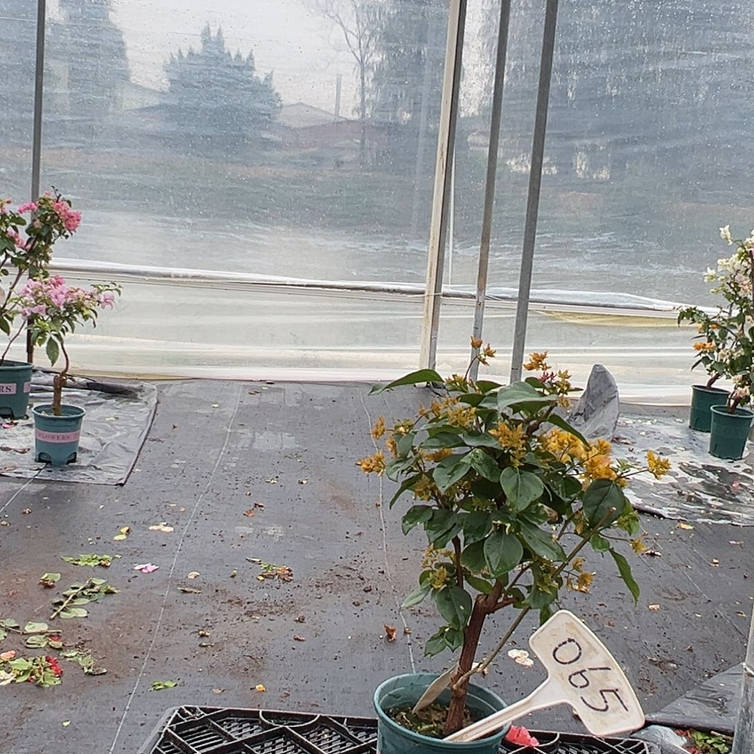 完全开放 重瓣黄 原生小树头 065