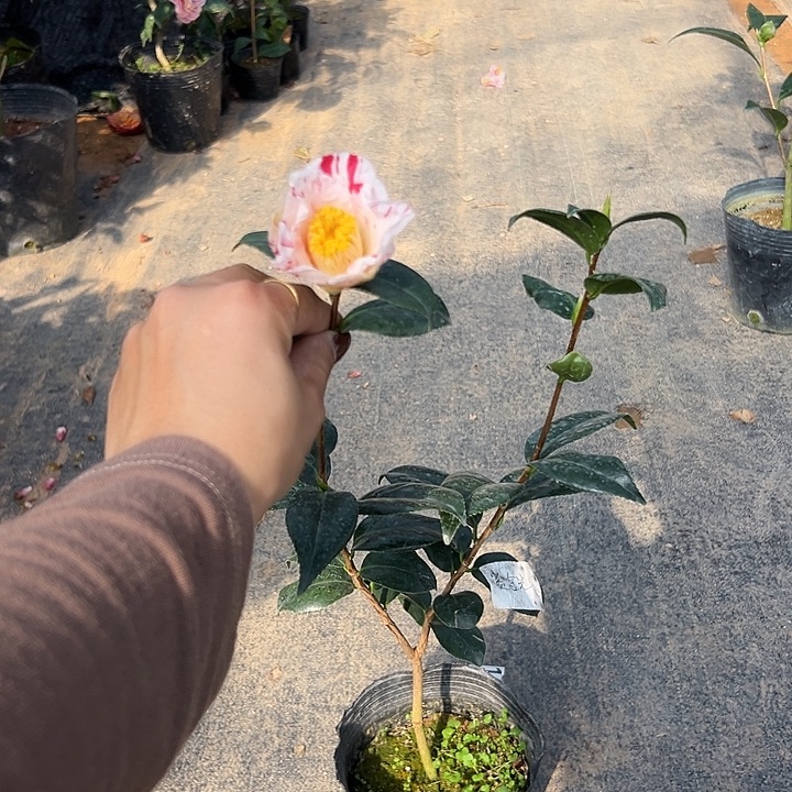 大部分花苞少量开放，賽金光