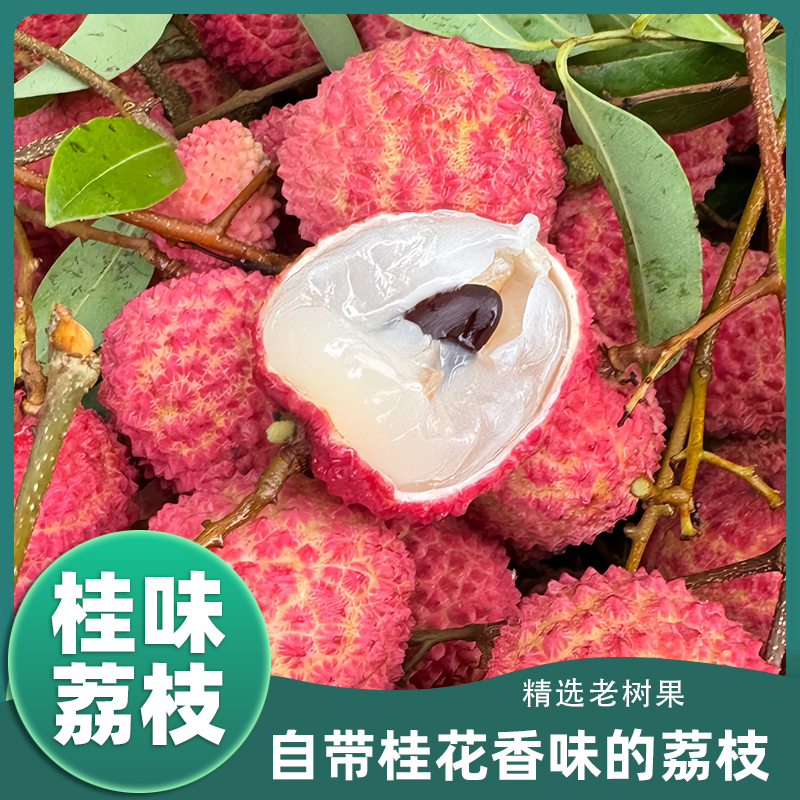【冷链速运】广东正宗桂味荔枝新鲜现摘老树荔枝xg
