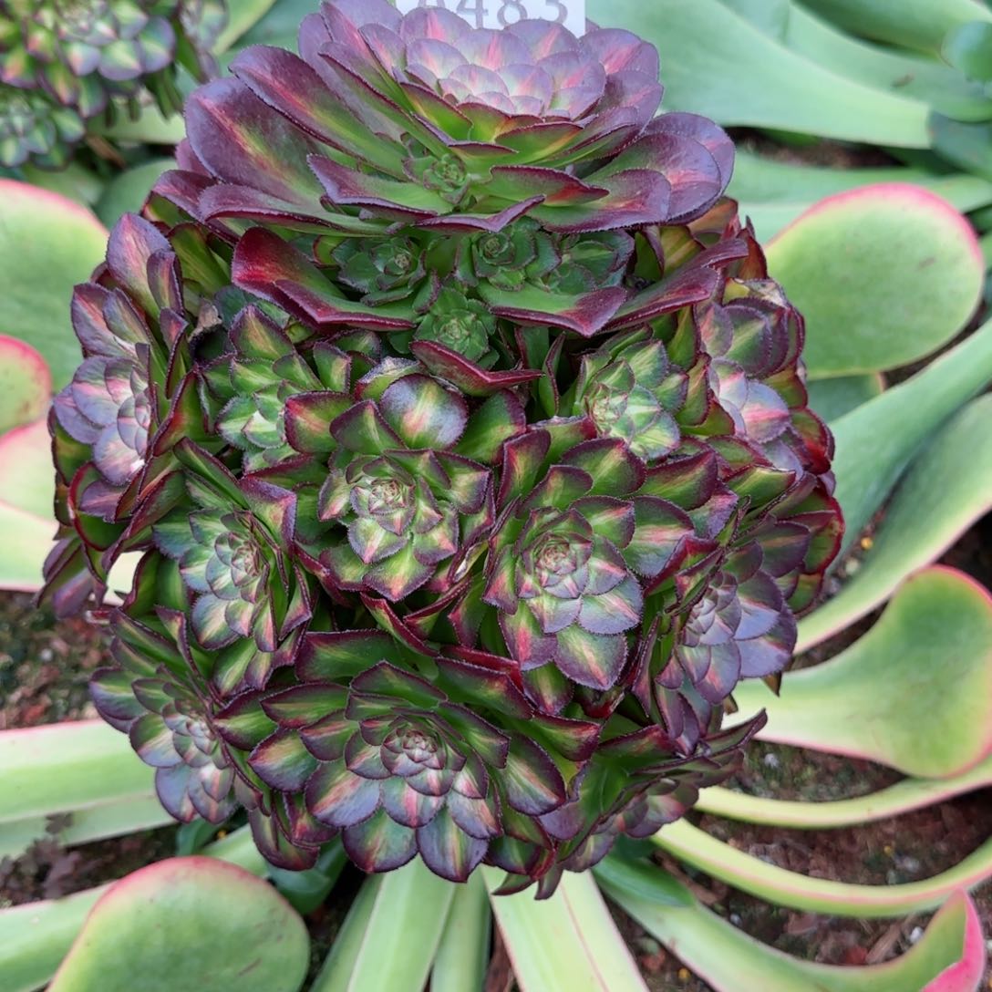 屁**猪483海珊瑚春节福利