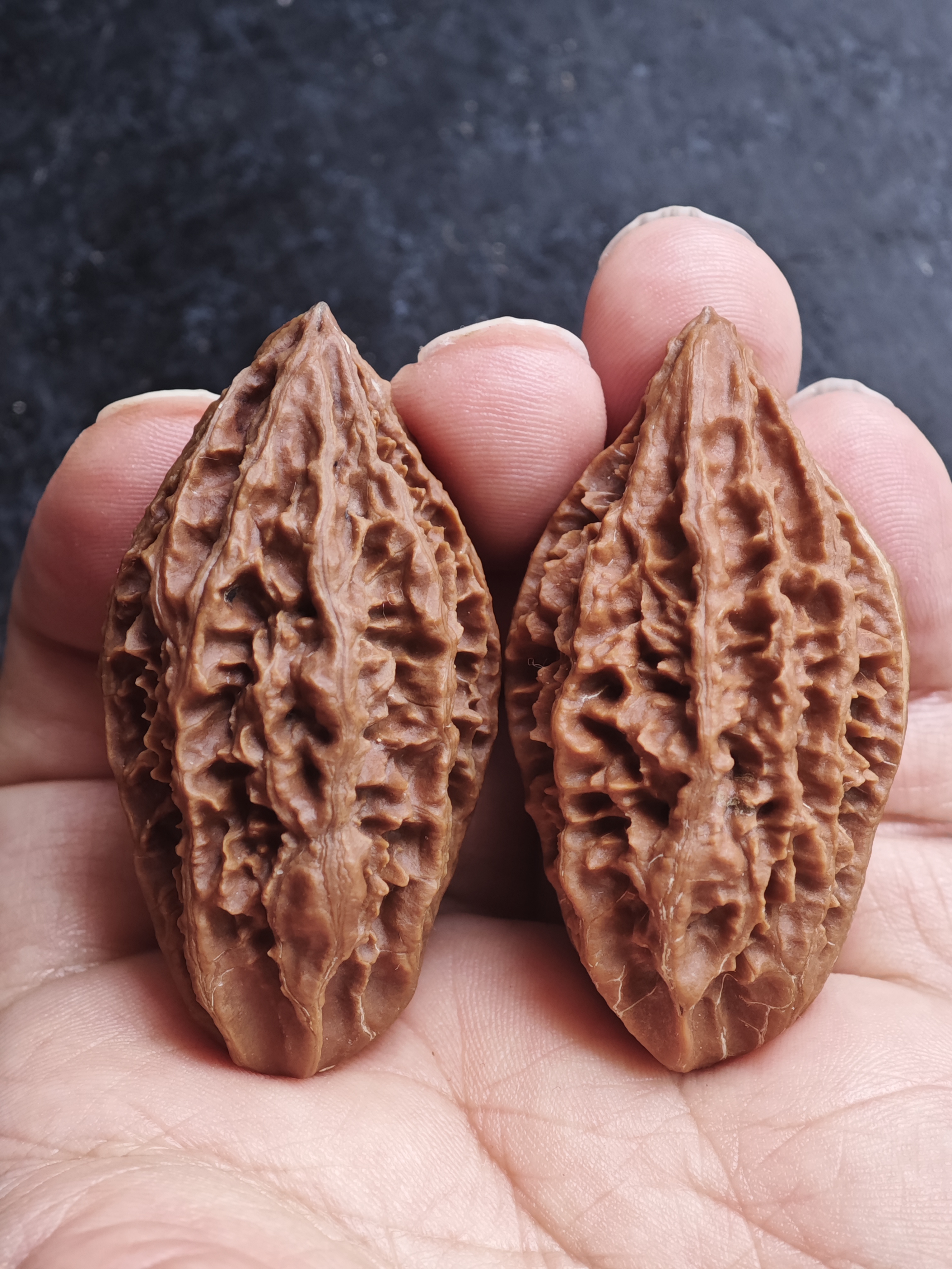 D3 东北野生楸子核桃 特价凤冠柳叶，53左右高，轻微色差