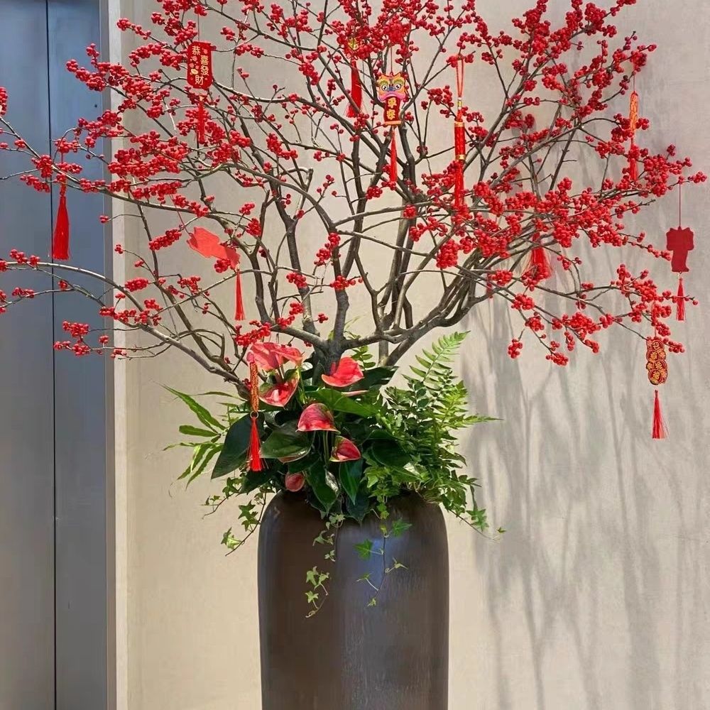 加大加高带红果北美冬青花卉耐寒易养盆栽绿植
