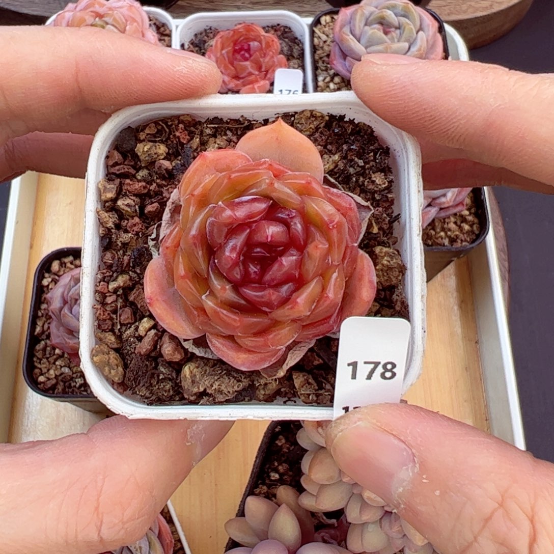 好好看178、哈哈哈哈