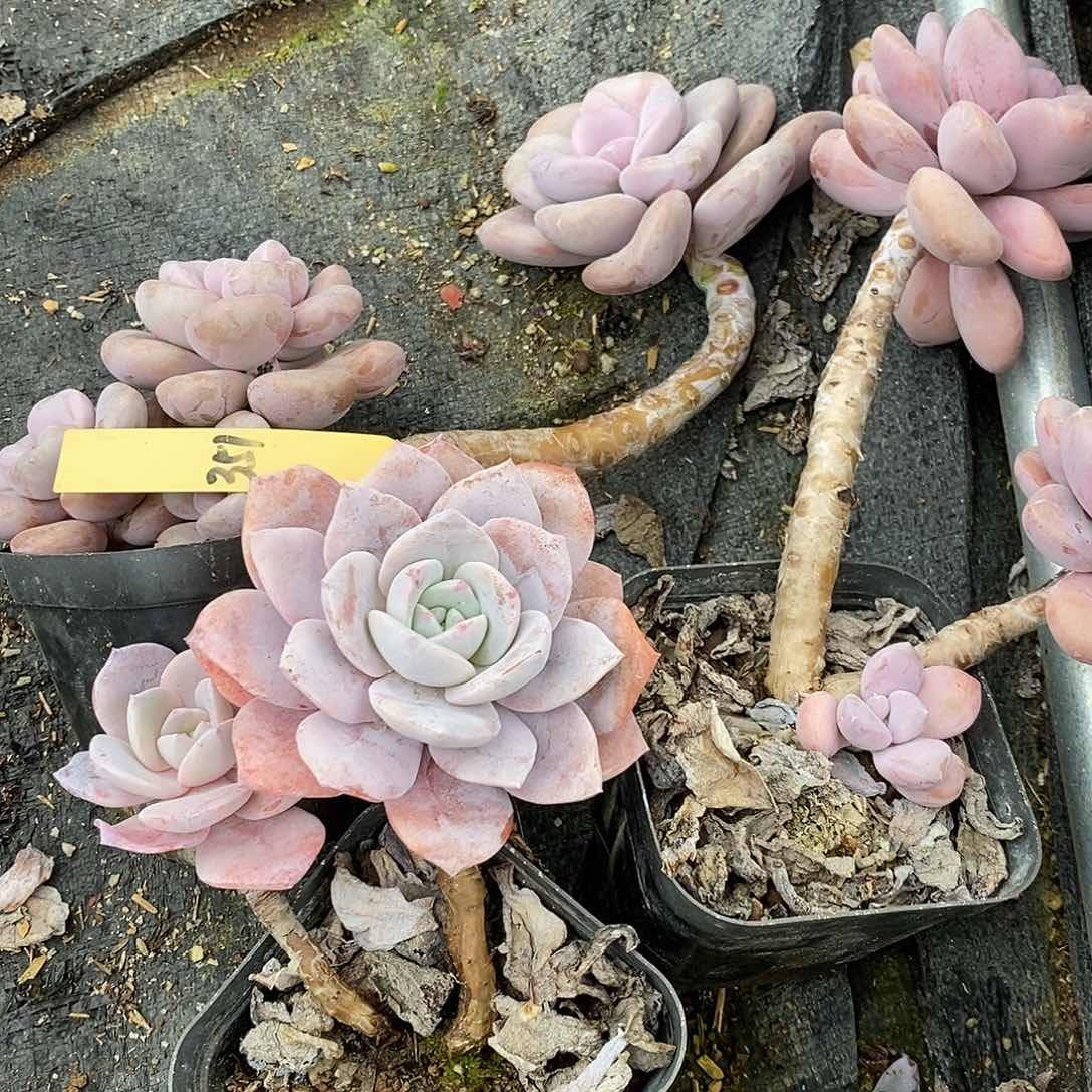 镇****店351多肉植物老桩