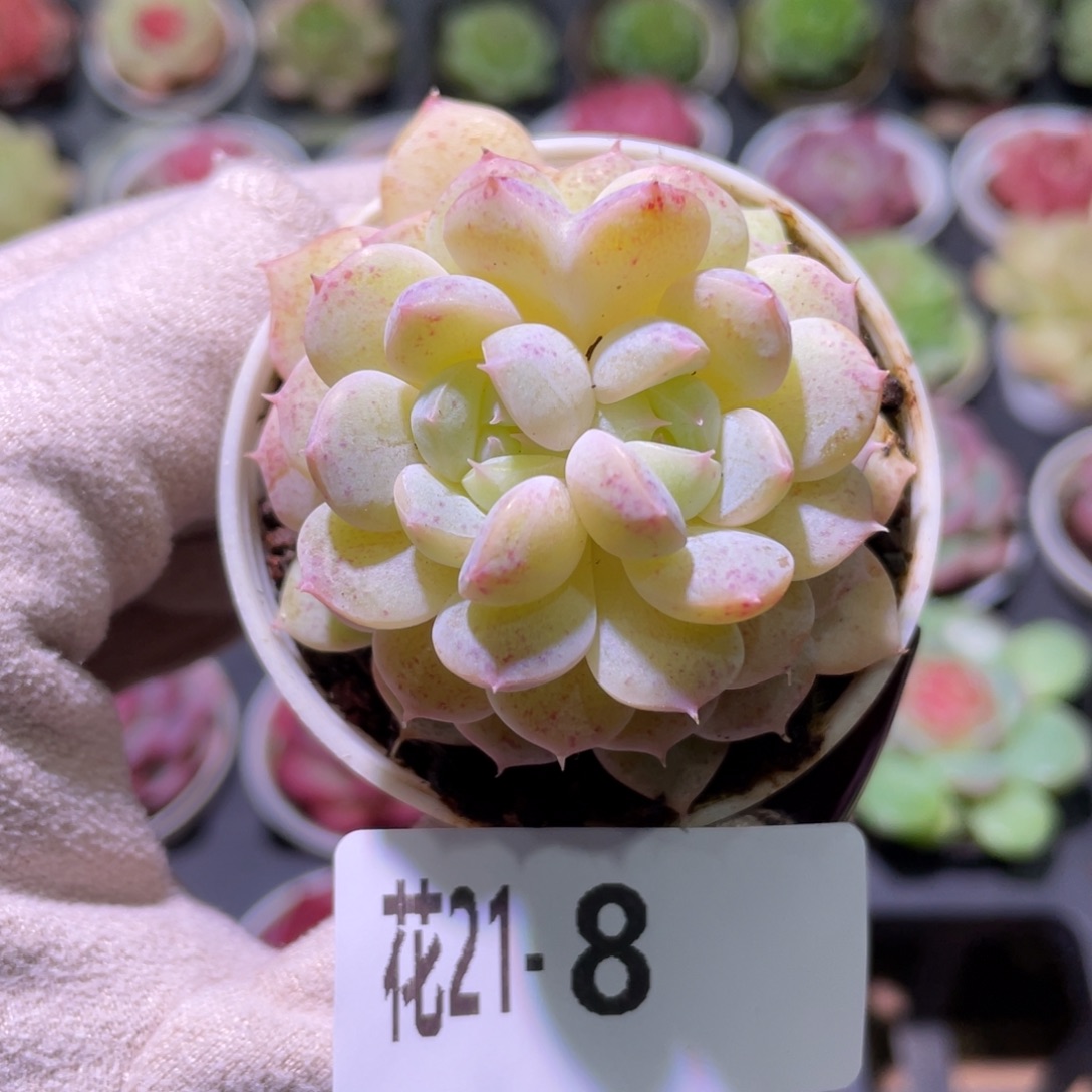 花利美21-8新品双心