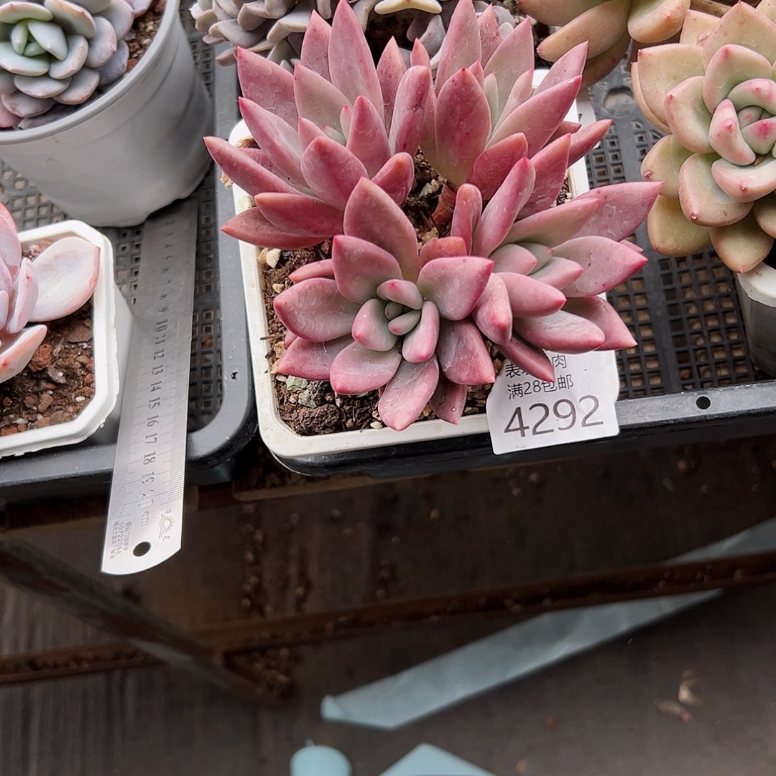 9号杨*丽我们的确是4292