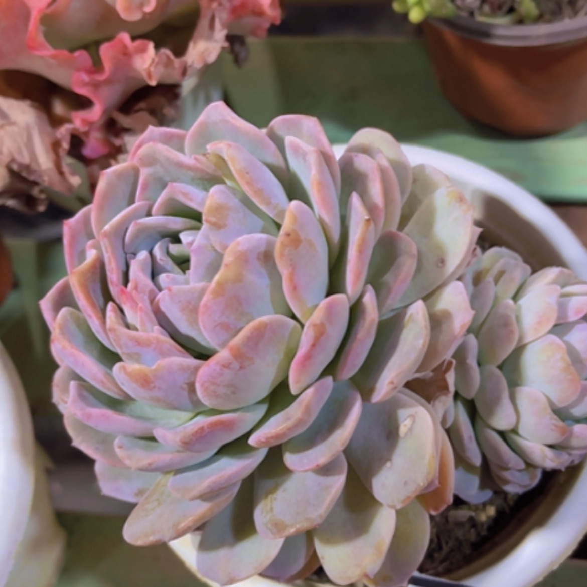 【闪购商品】冰魄17269