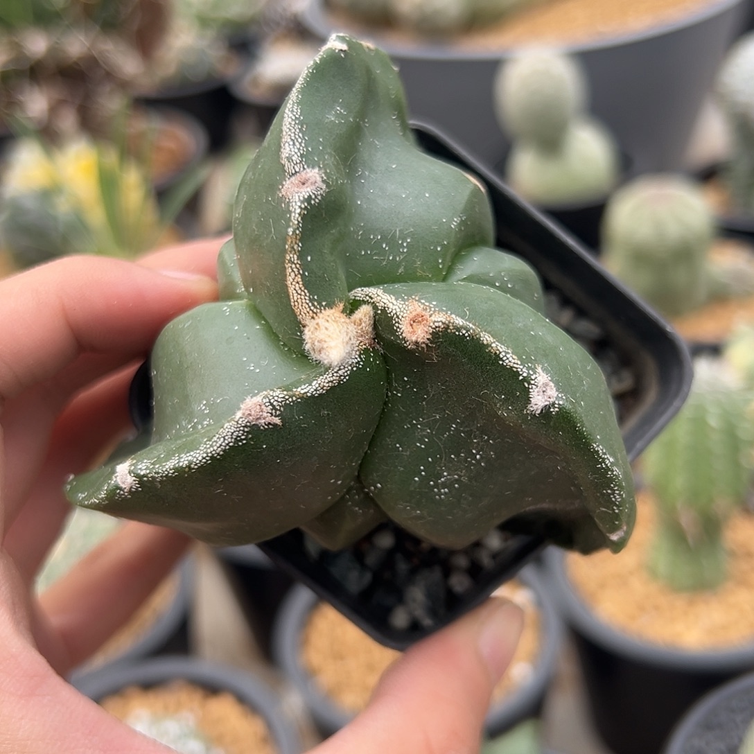 完全开放螺旋三角鸾