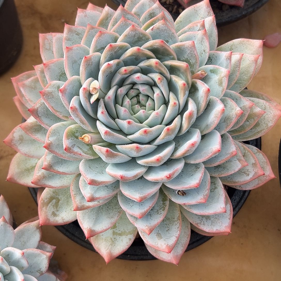 月神叠叶一物一拍