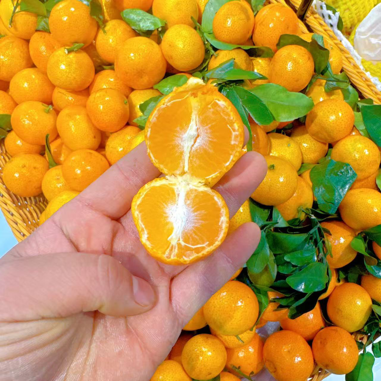 正宗砂糖橘   8元/斤广东省