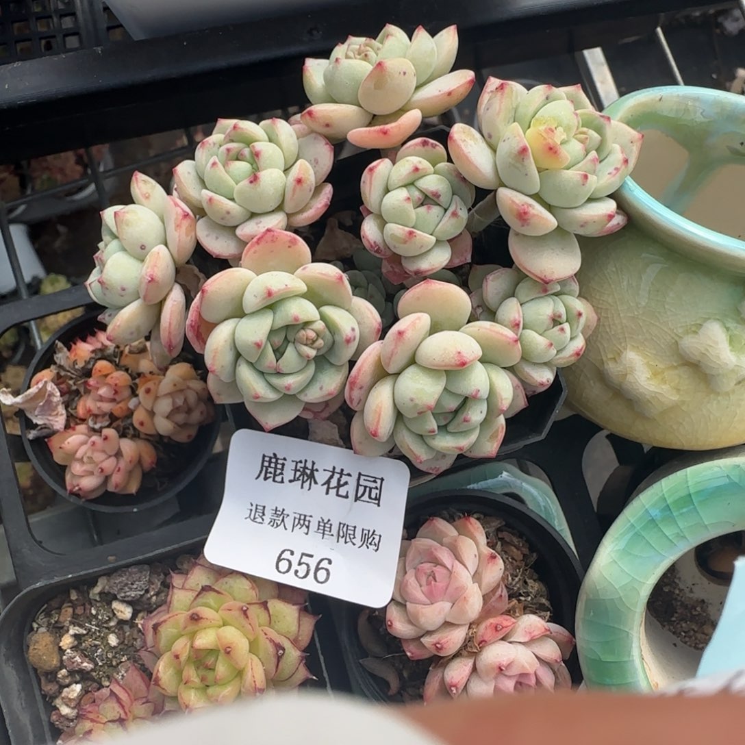 Y****～闪购精品多肉656号