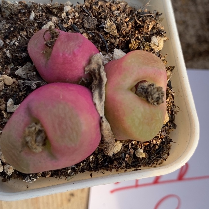 2728一颗一颗一颗