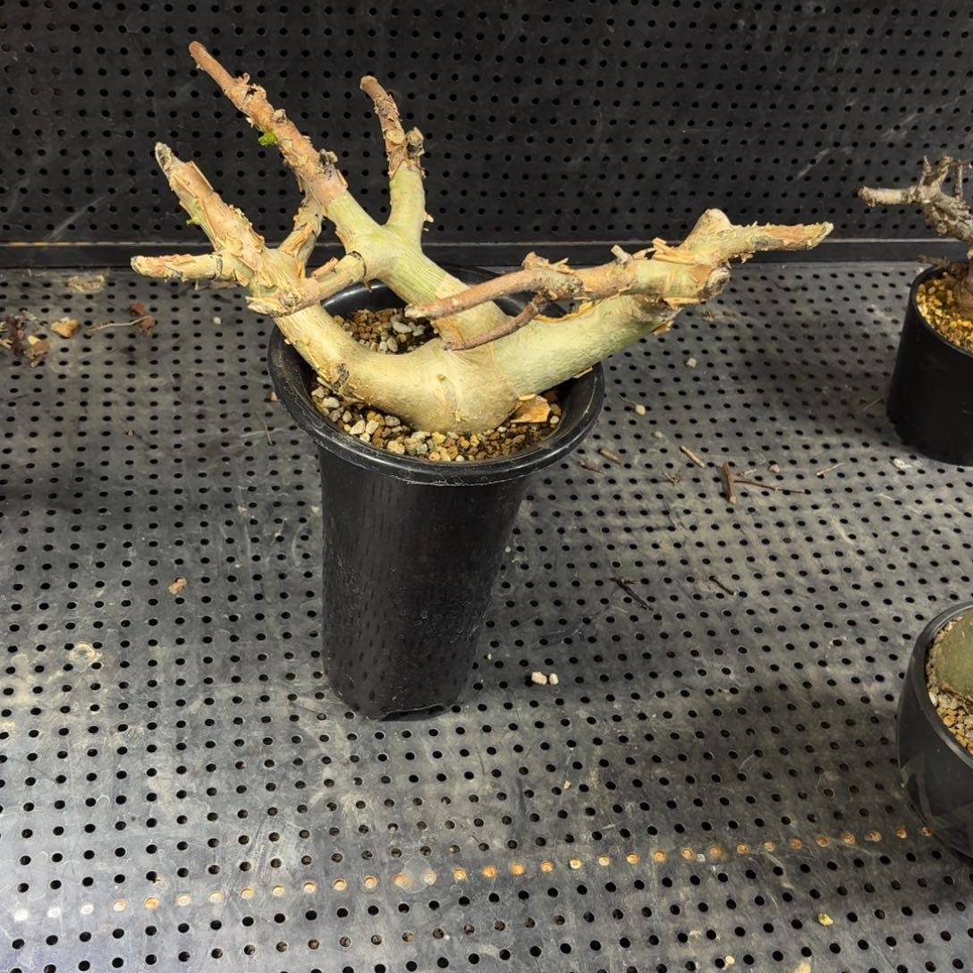 熬***阳366666666666999699969999