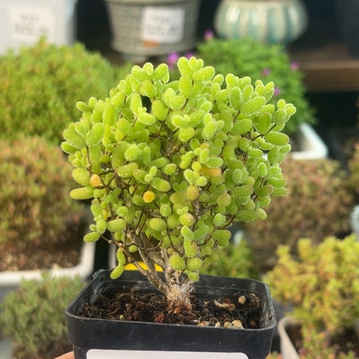 801金桔老桩金桔。