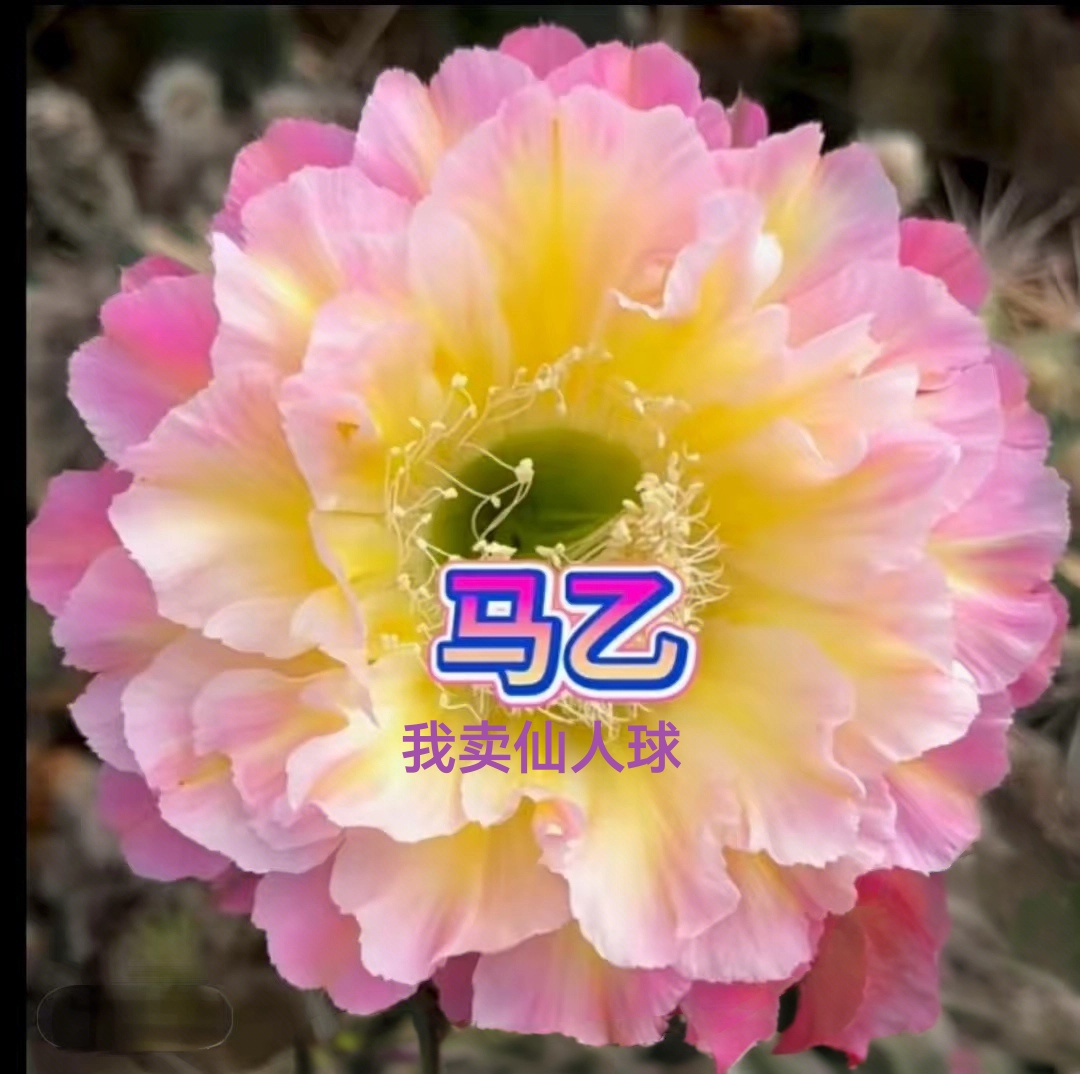彩草马乙侧芽歪4-5厘米  满28米包邮非偏远