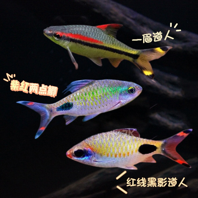 小彤水族一眉道人黄化一眉道人黑影道人活体热带小型观赏鱼好养